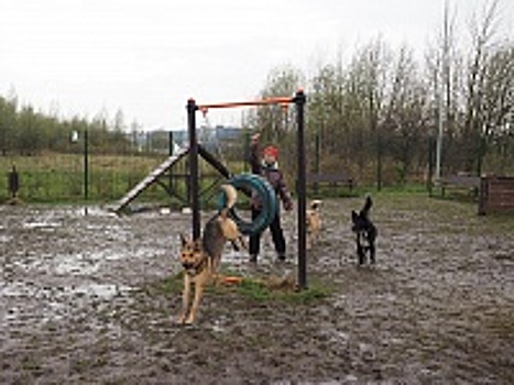 Твое собачье дело – 3: рассказываем о жизни постояльцев приюта «Зеленоград»