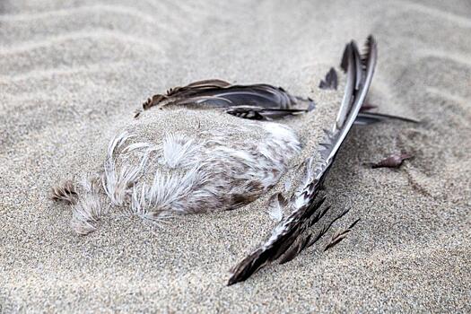 Thousands of Birds Mysteriously Drop Dead in New Mexico : ENVIRONMENT & CLIMATE 