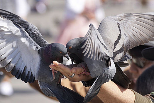 Россиянам запретили кормить голубей