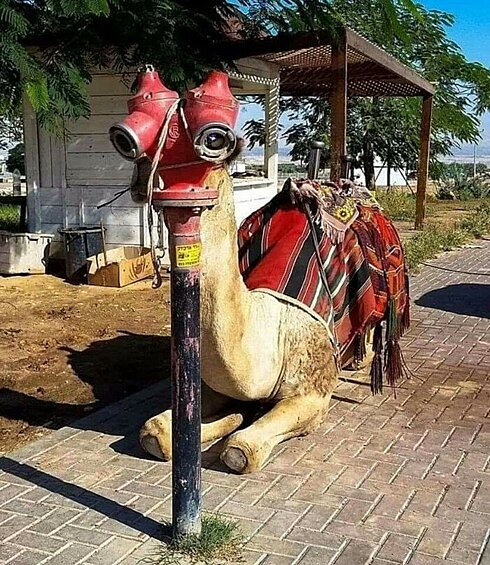 Ракурс изменил верблюду жизнь.