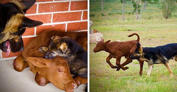 Немецкая овчарка воспитала осиротевшего теленка. Теперь он считает, что родился собакой!