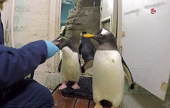 Жадные до рыбы пингвины перехитрили смотрителей зоопарка в США