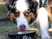 Ветеринар ответил, нужно ли пропускать воду для питомцев через фильтр