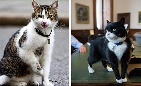 В коридорах британской власти началась битва котов