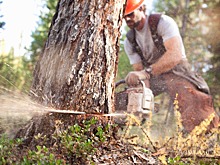 В Зеленоградске перед началом «сезона ветров» начнут вырубать сухие деревья