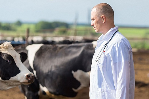 Российские ученые разработали препарат для профилактики эндометрита у коров