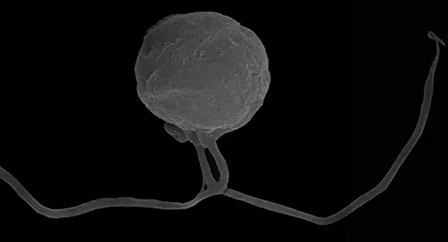 Ученые нашли организмы, не похожие ни на какие другие на Земле