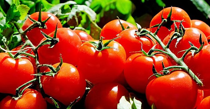 Подкармливаем рассаду томатов: народные способы для хорошего урожая