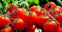 Подкармливаем рассаду томатов: народные способы для хорошего урожая