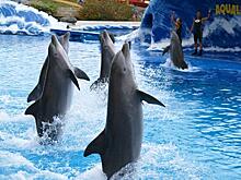 Как защитить умнейших обитателей моря