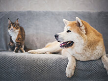 В Мексике запретили продажу кошек и собак