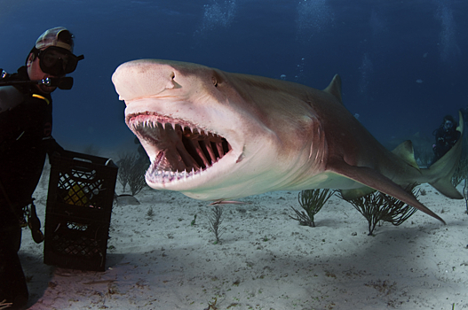 Монстры из глубин: акулы, пугающие своим видом
