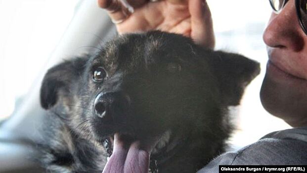 Россия вернула на Украину собаку задержанных военных моряков