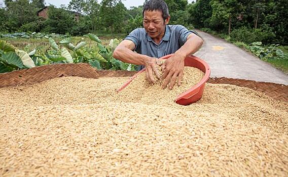 Китайцы вывели рис-мутант, который накормит 1,5 млрд жителей