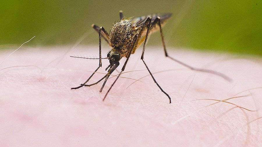 Биологи из Японии изобрели высокоэффективный способ борьбы с комарами