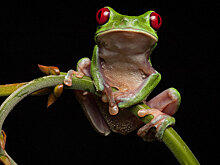 В поисках утраченной лягушки: редчайшие виды удивительных лягушек в фантастических фотографиях