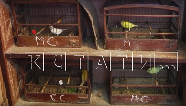 Сотню канареек завел у себя дома житель Павлова