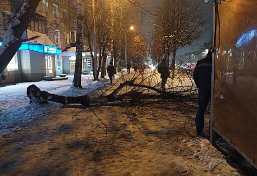 После инцидента с упавшим на женщину деревом в Кирове проверят состояния придомовых территорий