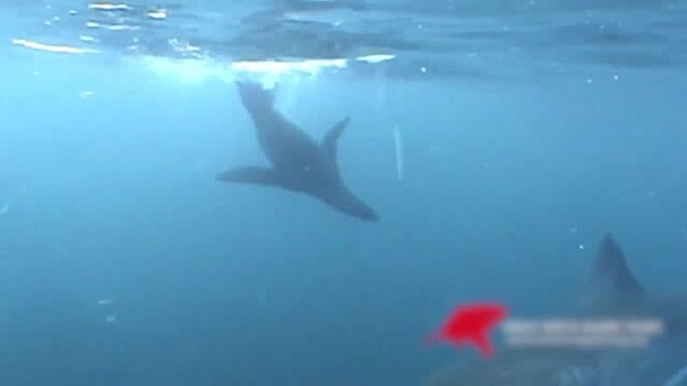 В ЮАР акула съела тюленя на глазах у туристов