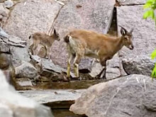 Девять детенышей дагестанского тура родились в Московском зоопарке