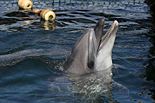 Дельфина спасли от гибели на берегу российского курорта