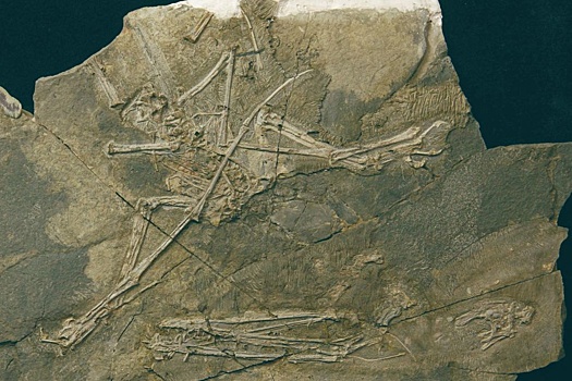 Почти полный скелет летающей рептилии раскопали в Китае