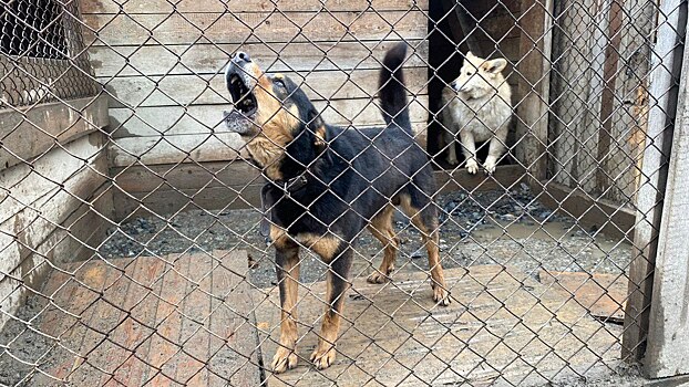 В Новосибирске стая бездомных злых собак покусала 74-летнего пенсионера