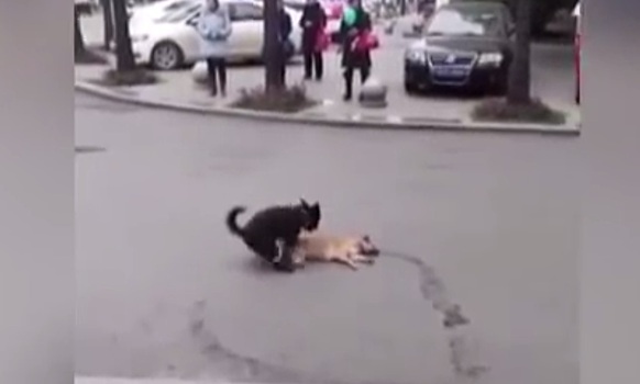 Пёс целый час пытался оживить сбитого машиной друга