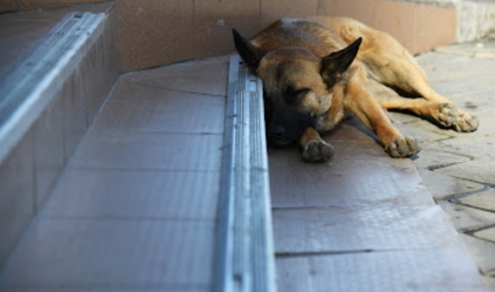 Прокуратура взяла на контроль ход расследования жестокого убийства собаки