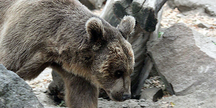 На Камчатке медведь вместо сна ходит на зимнюю рыбалку (ВИДЕО)