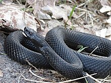 11-летнего мальчика укусила гадюка в Нижегородской области