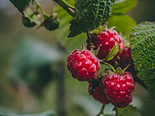 Эндокринологи перечислили разрешенные при диабете фрукты и ягоды