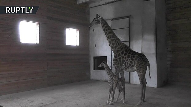 В крымском сафари-парке родился детёныш жирафа