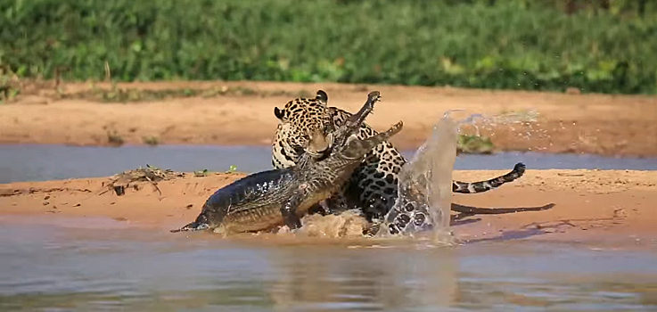Ягуар нападает на крокодила – такого вы еще не видели