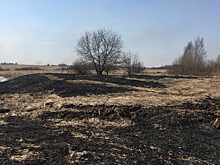 Три пала сухой травы ликвидировали в Вологде за сутки