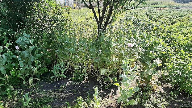 Уличённый полицией в наркопреступлении белгородец объяснил, что вырастил 230 маков с кулинарной целью