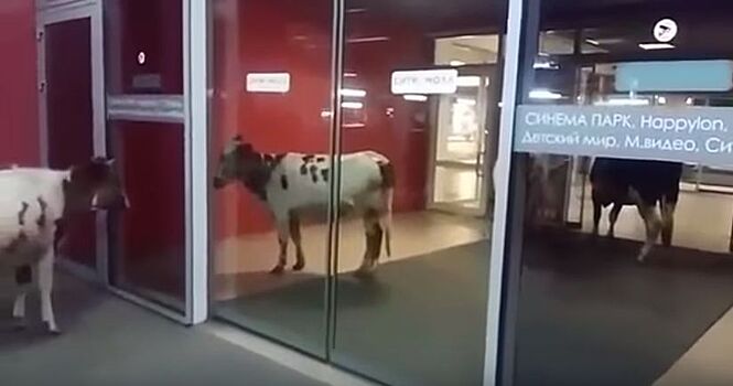Жителей Сургута удивили коровы в торговом центре