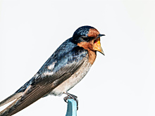 Подросших стрижей выпустили за городом орнитологи из Сокольников