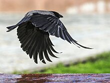 За что вороны мстят людям