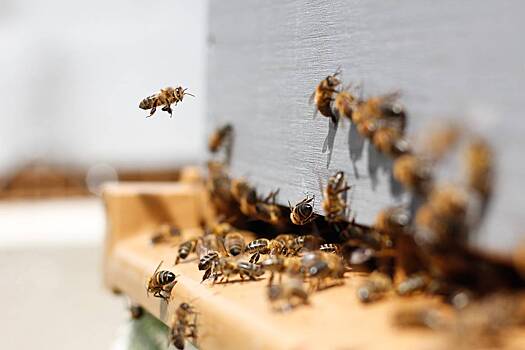 Разработан предотвращающий гибель пчел робот-улей