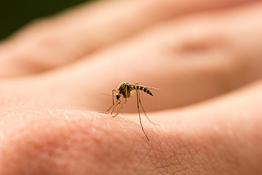 Ученые: музыка может защитить от комаров