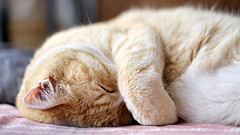 Правда ли, что кошка прячет нос перед морозами