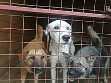 В Белогорске собаки, которых выпустили из приюта, возвращаются в свои вольеры