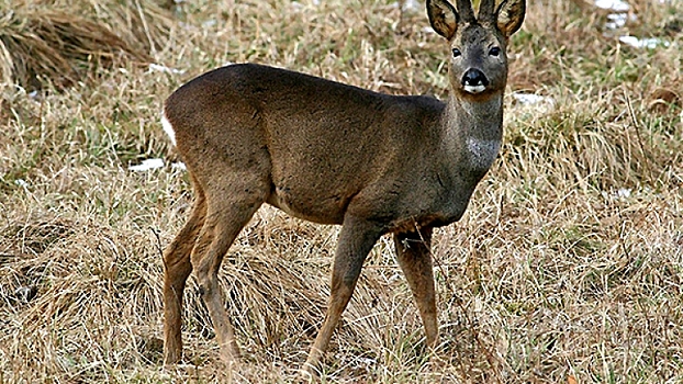 Косуля стала причиной серьезного ДТП в Польше