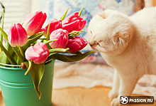 День кошек в России (1 марта)