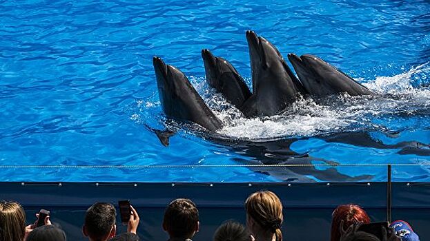 Запрет отлова морских животных закроет дельфинарии, считает эксперт