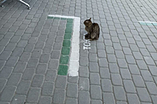 Соблюдающий дистанцию кот в Казахстане рассмешил пользователей Сети
