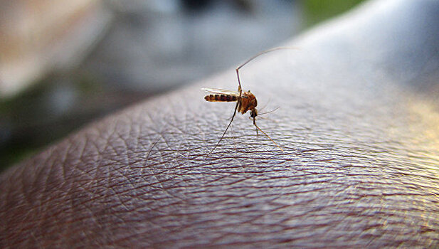 Жительница Якутска поразила пользователей Сети фото с десятками комаров