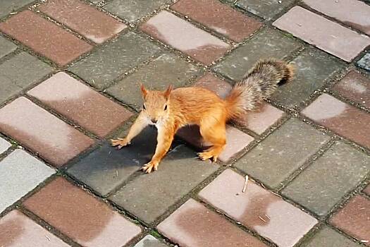 Группировка белок-попрошаек атаковала посетителей Омского зоопарка