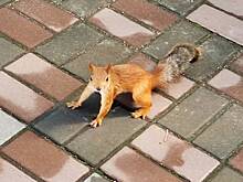 Группировка белок-попрошаек атаковала посетителей Омского зоопарка